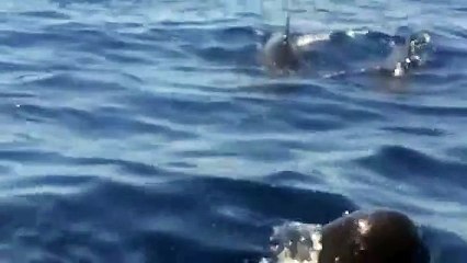 Des globicéphales aperçus au large de Prort-Cros.