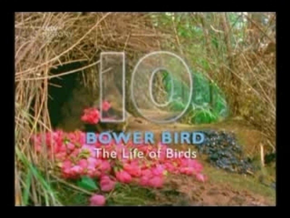 Lyre Bird Imitating Sounds David Attenborough