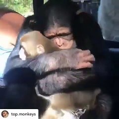 L'amour n'a pas de race ! Admirez cette guenon avec son petit !