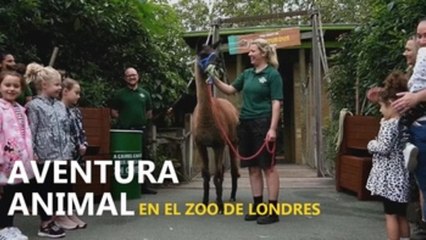 "Aventura Animal" en el Zoo de Londres