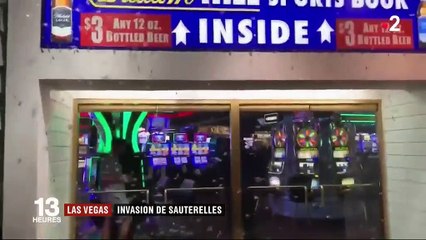 Des millions de sauterelles envahissent Las Vegas