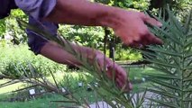 Palmen in Österreich als Folge des Klimawandels | Umwelt