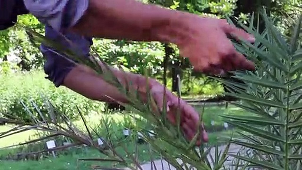 Palmen in Österreich als Folge des Klimawandels | Umwelt