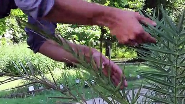 Palmen in Österreich als Folge des Klimawandels | Umwelt