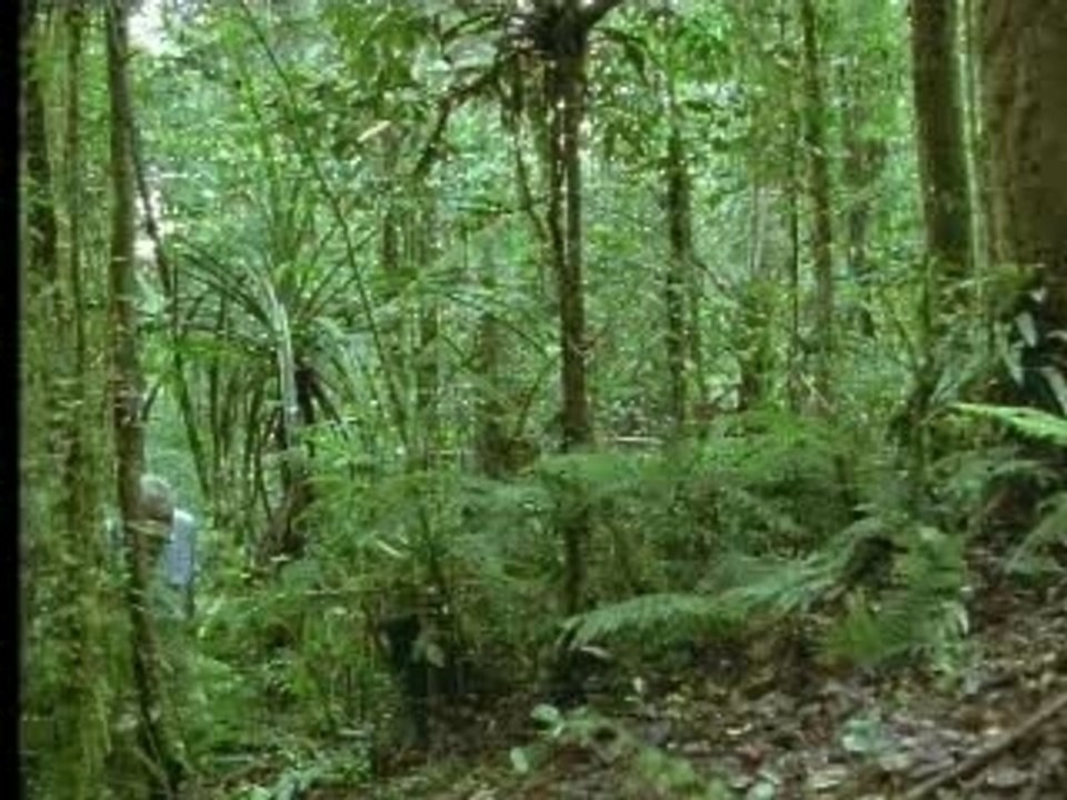 Bower Bird - David Attenborough