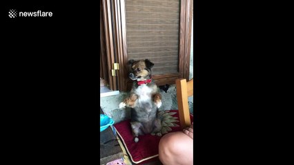 Dog enjoys belly scratch so much she's frozen in joy