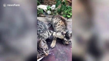 Greedy cat refuses to share food with feline friends in China