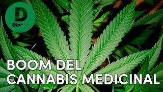 Cannabis medicinal: Colombia se vuelve potencia