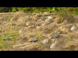 Río Caquetá: Desove de tortugas