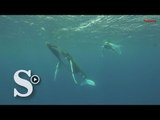 Las ballenas que no veremos