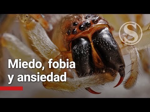 Miedo y fobias