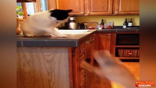 CATS vs DOGS Funny COMPILATION