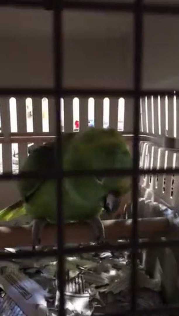 Ce Perroquet Pleure Comme Un Bebe Video Dailymotion