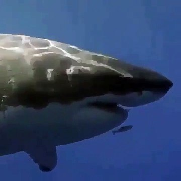 Ce petit poisson nage juste devant la gueule d'un grand requin blanc... même pas peur