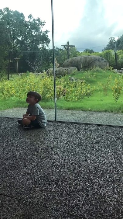 Lion Tries to Catch Some Kids