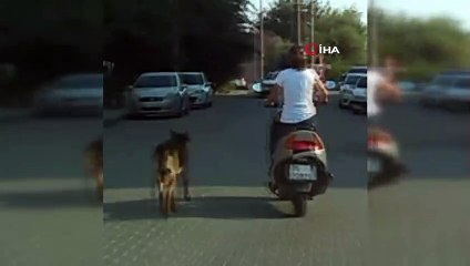 Köpeğini motosiklete bağlayan kadına böyle tepki gösterdi
