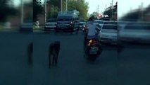 Köpeğini motosiklete bağlayan kadına böyle tepki gösterdi