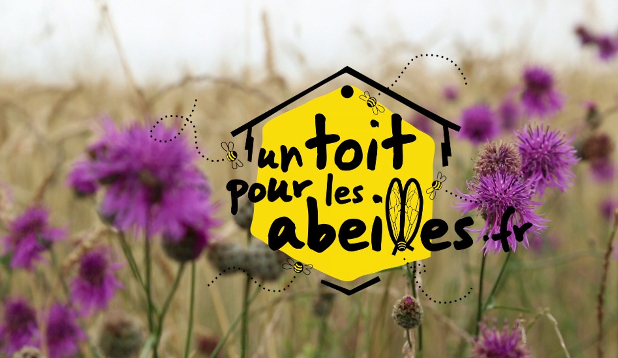Un toit pour les abeilles : une initiative pour sauver les abeilles !
