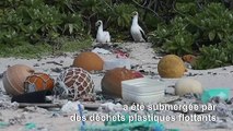 Au milieu du Pacifique, l'île Henderson, paradis perdu par le plastique