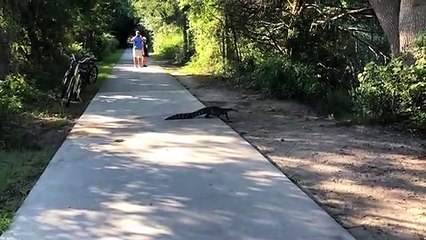 See You Later Alligator