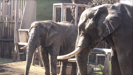 National Zoo of Chile at San Cristobal hill
