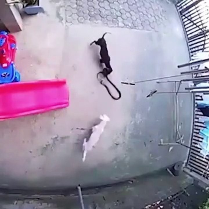 Dos perros sacrifican su vida para salvar a un bebé de una cobra
