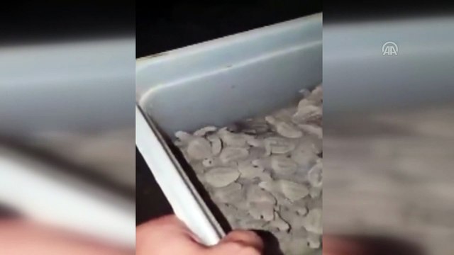 Caretta caretta yavrularını vatandaşlar denize ulaştırdı - ANTALYA