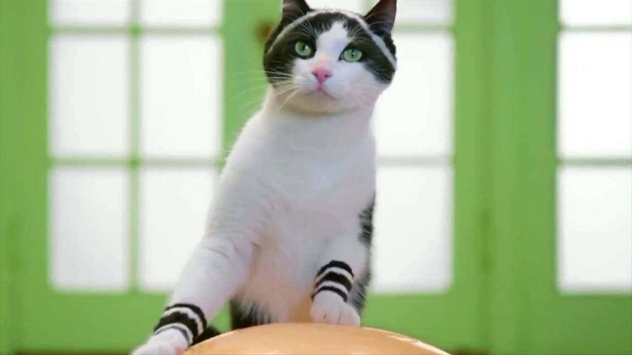 LAUGHED WITH TEARS In his Eyes! CAT CLIP TUTTI !!!