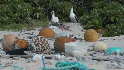 Plastic junk spawns desert island disaster in Pacific