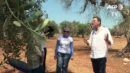 Glimmer of hope as Italy battles 'olive tree leprosy'