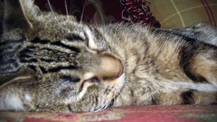 임실출장안마 -후불100%ョO7OW7301W9649｛카톡MOK66} 임실전지역출장안마 임실오피걸 임실출장마사지 임실안마 임실출장마사지 임실콜걸샵§∥∏