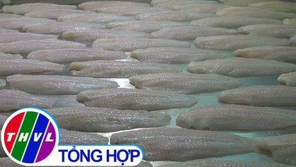 THVL | Chuyên đề kinh tế: Cá tra và đầu ra trong nước