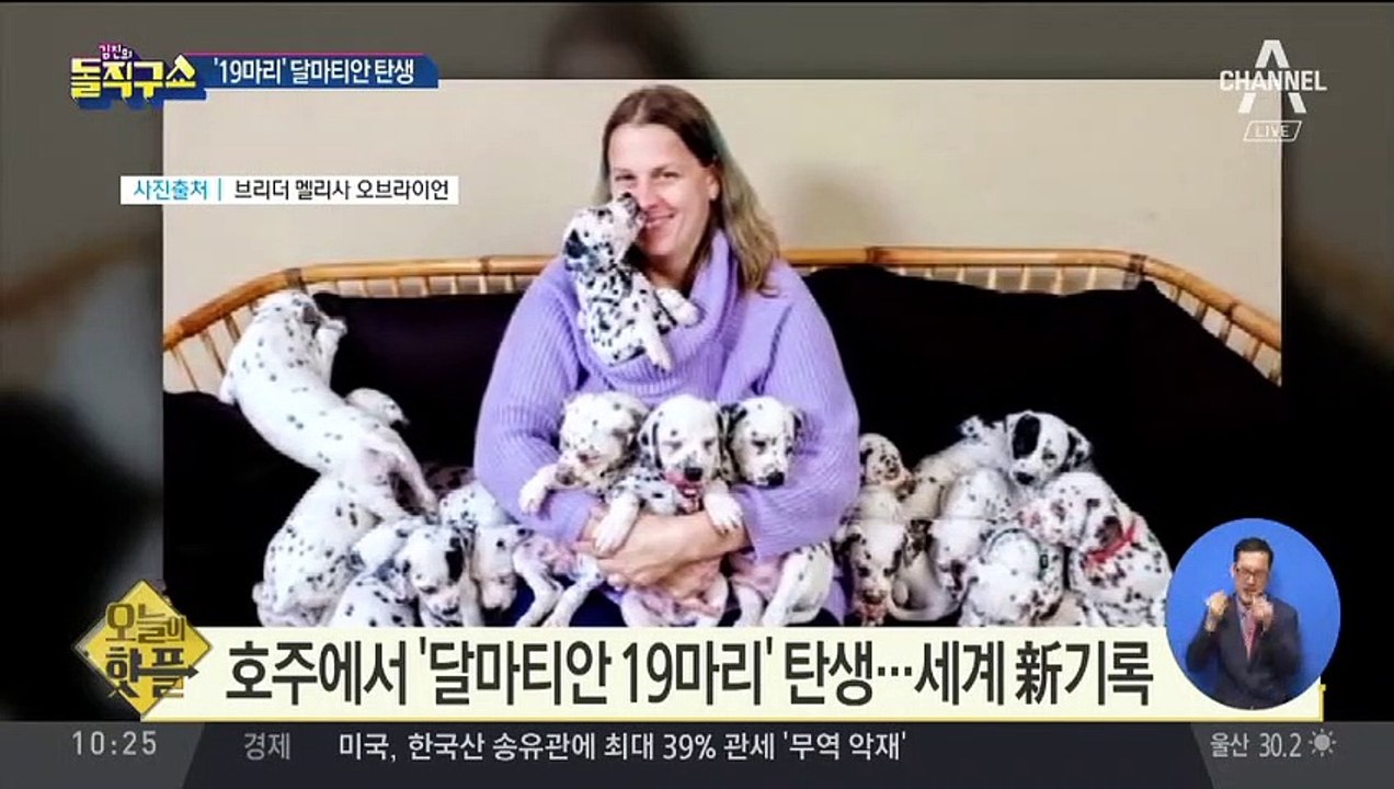 [핫플]호주에서 ‘달마티안 19마리’ 탄생…세계 新기록