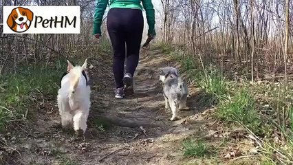 The Reflective No Pull Dog Harness