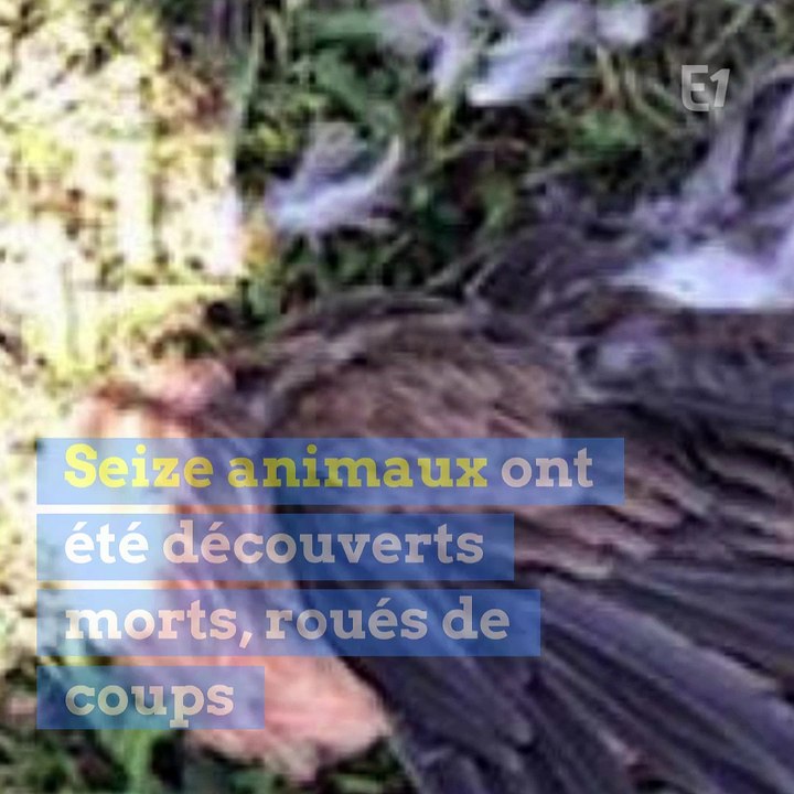 Des animaux tués dans une ferme pédagogique