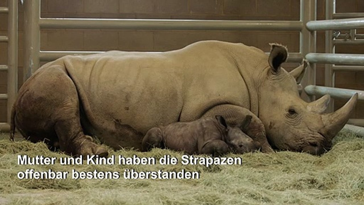 Seltenes Breitmaulnashorn in US-Zoo geboren