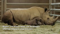 Seltenes Breitmaulnashorn in US-Zoo geboren