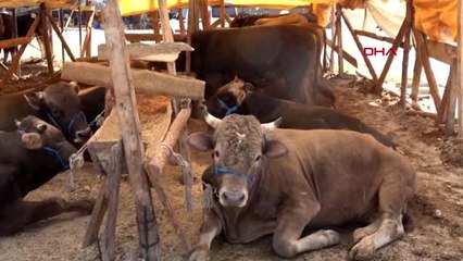 İzmir'de 235 noktada kurbanlık satışı yapılacak