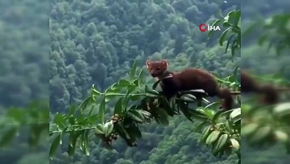 Sansarın karayemiş keyfi böyle görüntülendi