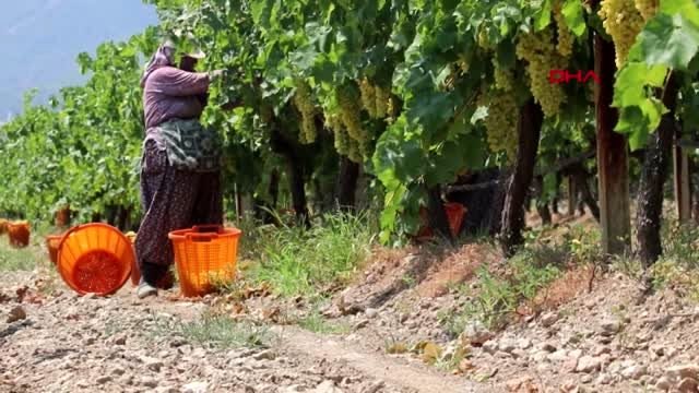 DENİZLİ Buldan'da sezonun ilk çekirdeksiz üzüm hasadına başlandı
