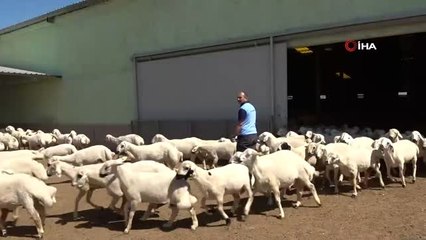 Mahkumların yetiştirdiği kurbanlıklar Niğde ve Ankara'da satılıyor