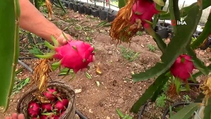 Kumluca'da serada Pitahaya hasadı başladı