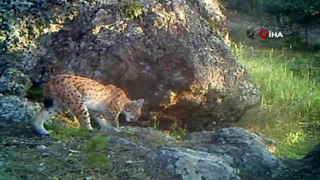Erzurum'da yaban hayatı fotokapan ile görüntülendi