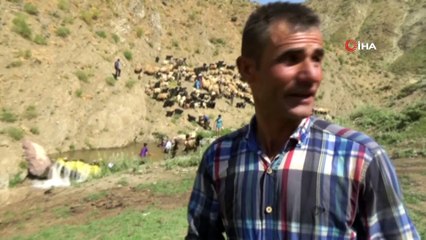 Koyunların yıkandığı gölette çocuklar da yüzdü..Renkli görüntüler böyle görüntülendi