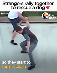 Total strangers form a human chain to rescue a dog