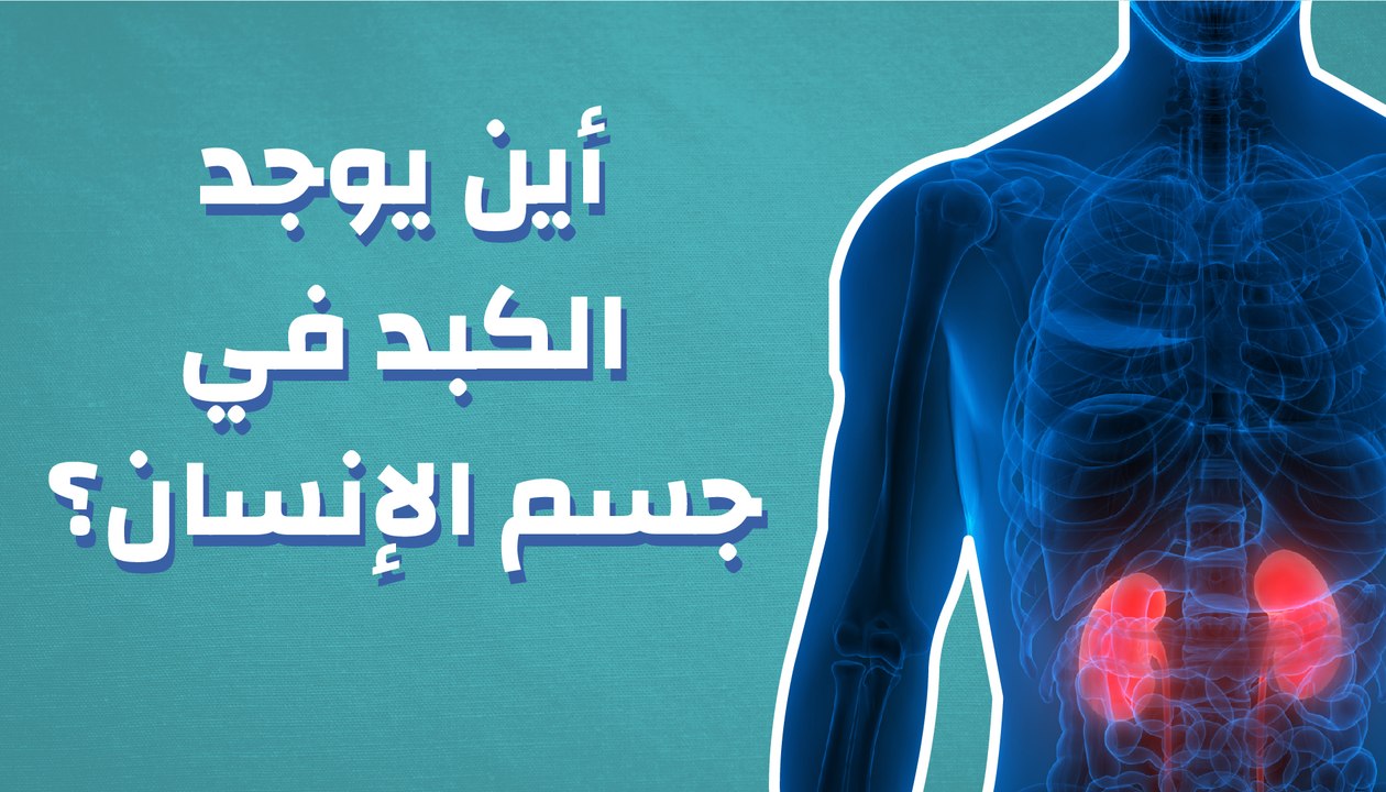 أين يوجد الكبد فى جسم الإنسان؟