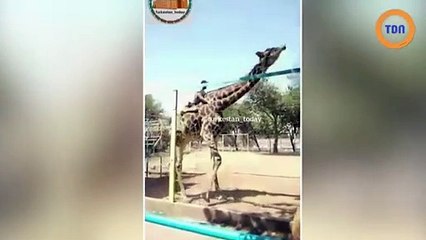 Un homme monte sur le cou d’une girafe en escaladant le grillage de l’enclos dans un zoo !