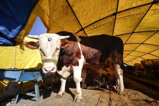 Pazarın en büyüğü olan 1,2 tonluk 'Alican' isimli boğa, 23 bin liraya alıcısını bekliyor