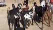 Top Class Pakistani Beetal Goats and Nagri Goats for Sale - BAKRA MANDI PAKISTAN