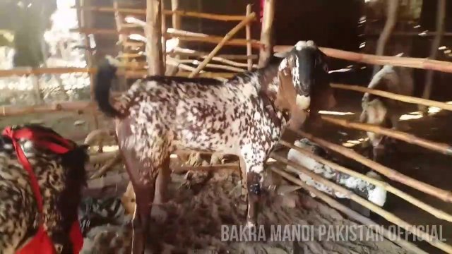 WADA PURA Baali Shah Bakray in Lahore Shahpur Kanjra Bakra Mandi 2018 - Part 2 - Lahore Bakra Mandi